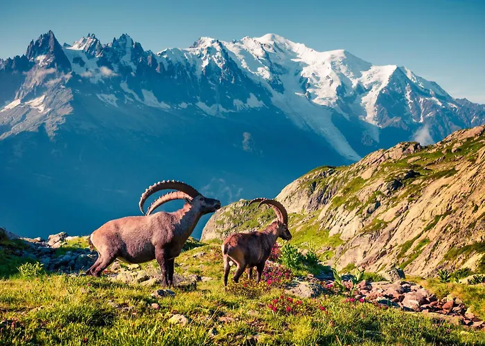 Grand Roc - Campanules 303 - Happy Chamonix